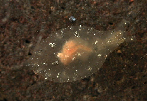 Notarchus indicus: young, 5 mm