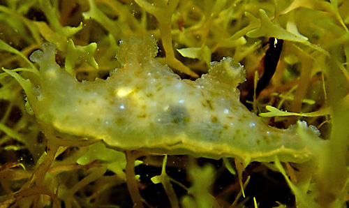 Notobryon wardi: on algae