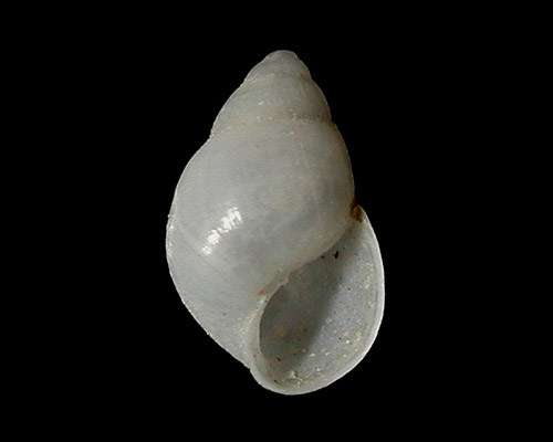 Odostomia cf. chariclea: shell