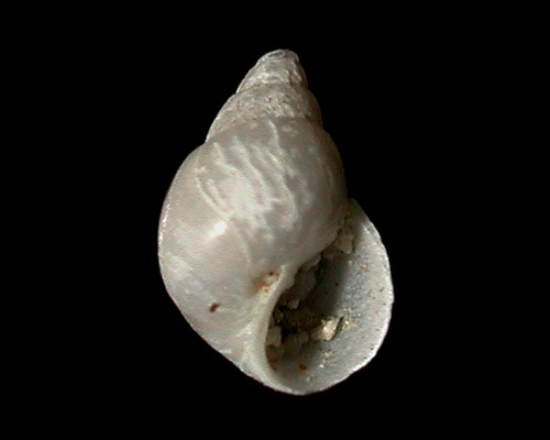 Odostomia cf. chariclea: slender form