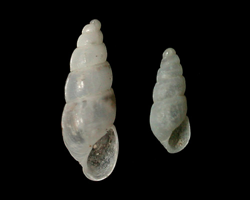 Odostomia cf. gulicki: shell