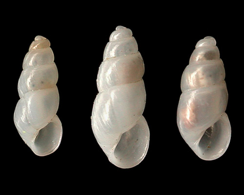 Odostomia cf. oxia: shell