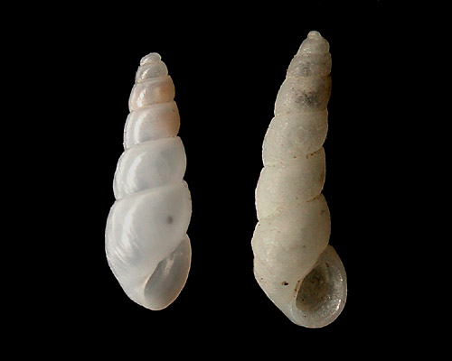 Odostomia cf. oxia: atypical shells