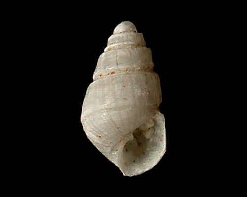 Odostomia sp. #4: shell