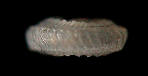 Orbitestella cf. bermudezi: shell periphery