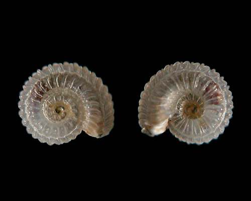 Orbitestella regina: shell