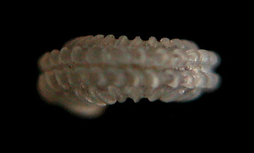 Orbitestella regina: shell periphery