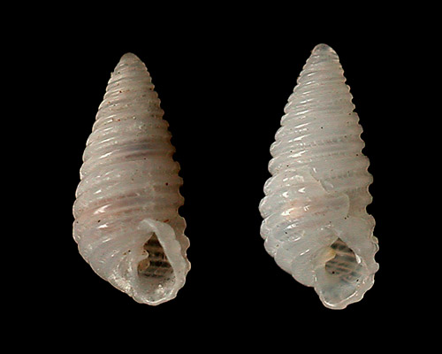 Oscilla indica: shell