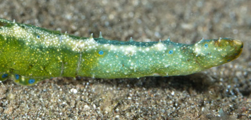 Oxynoe jordani: bi-colored "tail" side detail