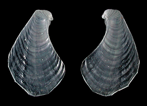 Petalifera ramosa: shell