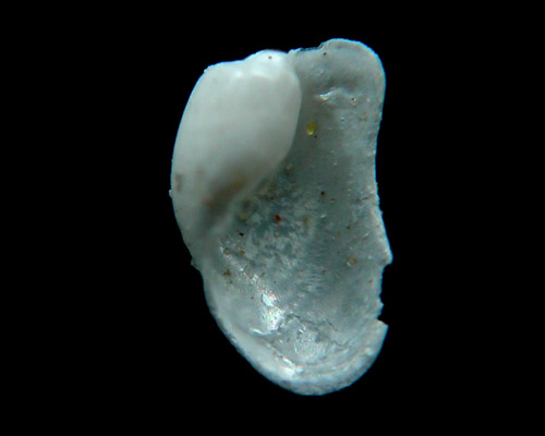 Phanerophthalmus anettae: juvenile shell