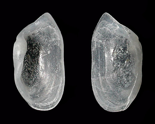 Phanerophthalmus cf. paulayi: shell