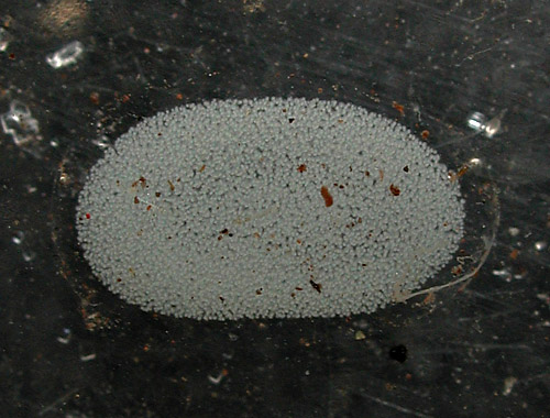 Phanerophthalmus perpallidus: egg mass