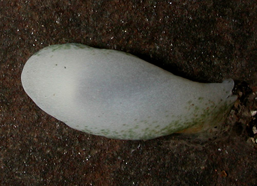 Phanerophthalmus perpallidus: underside