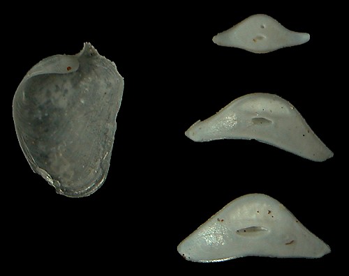 Philine pittmani: shell and gizzard plates (inner face)