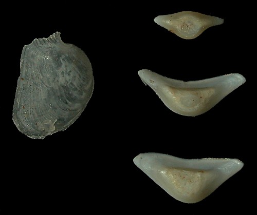 Philine pittmani: shell and gizzard plates (outer face)