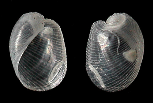 Philine rubrata: shell