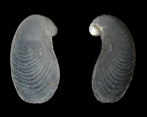 Phycophila euchlora: shell
