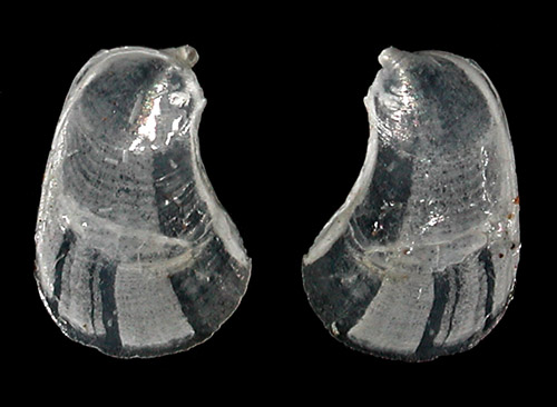 Phyllaplysia cf. lafonti: shell