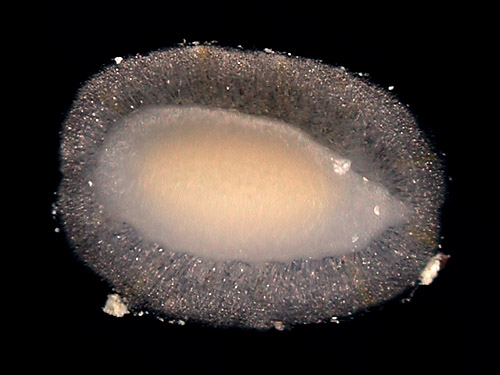Phyllidiopsis cf. larryi: underside