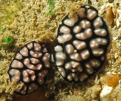 Phyllidiella cf. lizae: mating