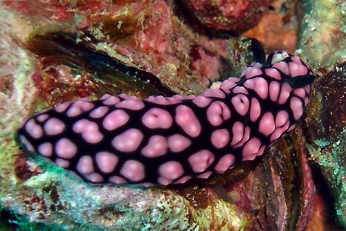 Phyllidiella pustulosa