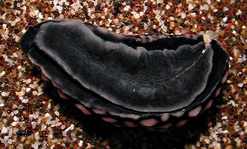 Phyllidiella pustulosa: underside