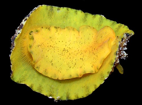 Phyllidiopsis cardinalis: underside