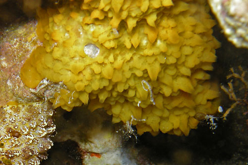 Phyllidiopsis cardinalis: possible food sponge?