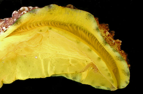 Phyllidiopsis cardinalis: underside, secondary gills