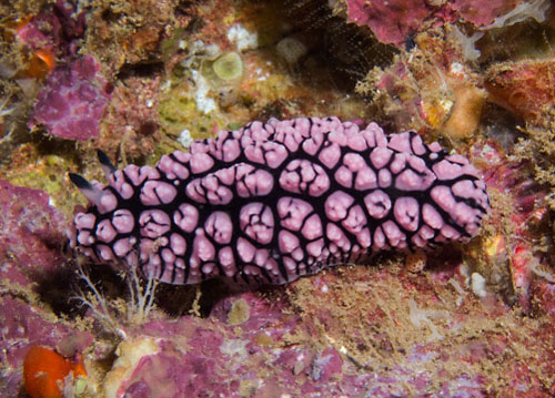 Phyllidiopsis fissurata: side