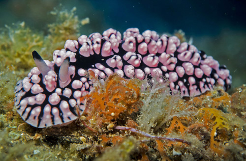 Phyllidiopsis fissurata: front
