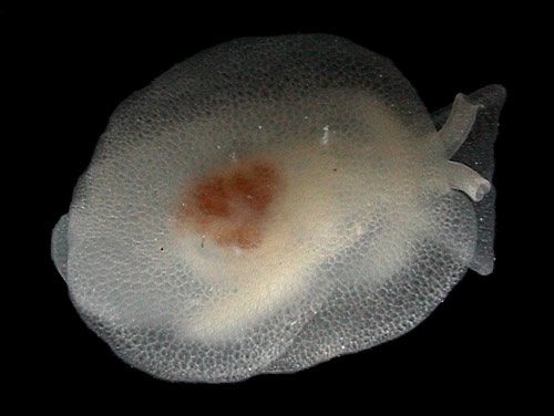 Pleurehdera pellucida: little white