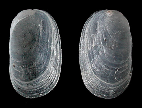 Pleurehdera pellucida: shell
