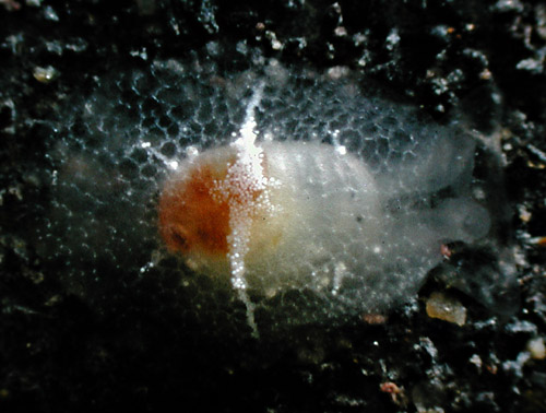 Pleurehdera pellucida: young, 3 mm