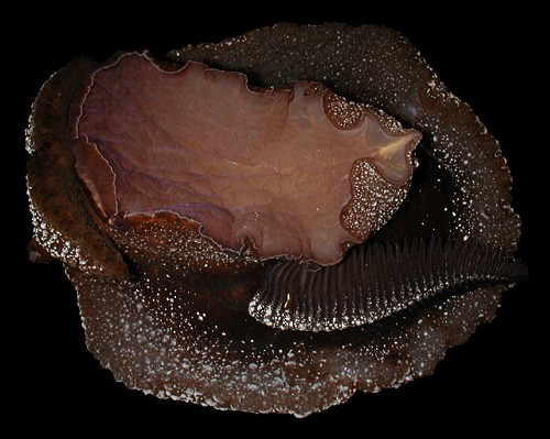 Pleurobranchella nicobarica: underside, light animal