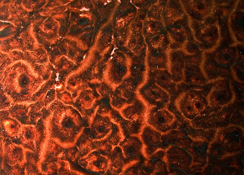 Pleurobranchella nicobarica: texture
