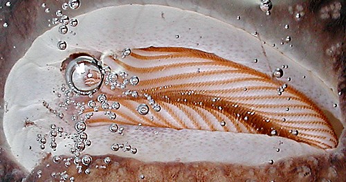 Pleurobranchella nicobarica: radula, detail