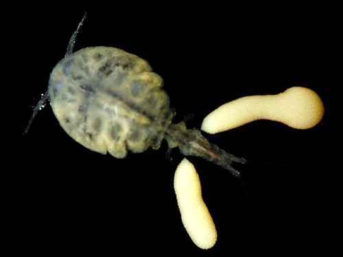 Pleurobranchella nicobarica: copepod, closeup