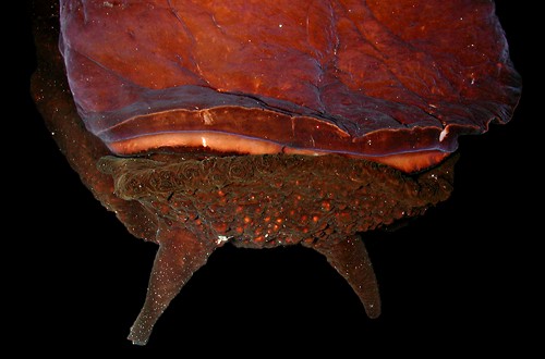 Pleurobranchella nicobarica: underside, dark animal