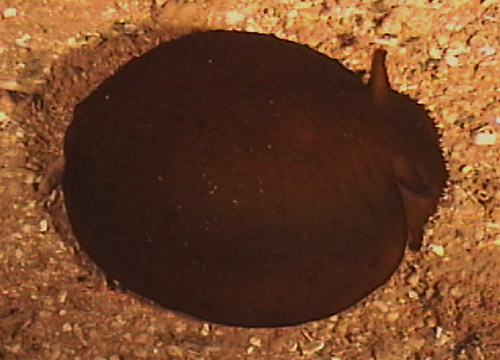 Pleurobranchella nicobarica: nestled in sand
