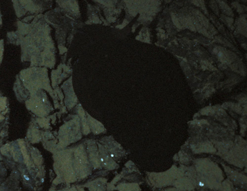 Pleurobranchella nicobarica: crawling on lava