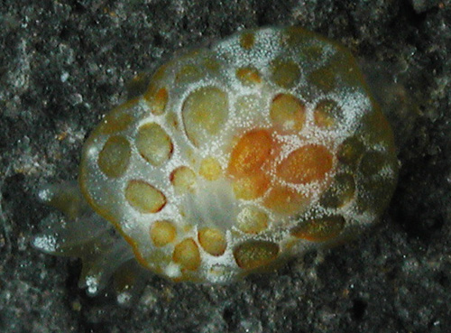 Pleurobranchus forskalii: young, 3 mm