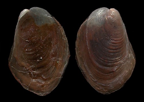 Pleurobranchus grandis: shell