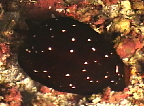 Pleurobranchus mamillatus: dark