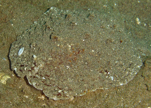 Pleurobranchus mamillatus: on sand