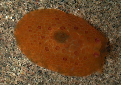 Pleurobranchus cf. peronii: young, about 12 mm