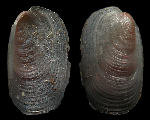 Pleurobranchus cf. peronii: shell