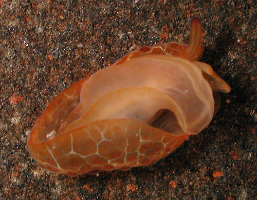 Pleurobranchus cf. peronii: underside