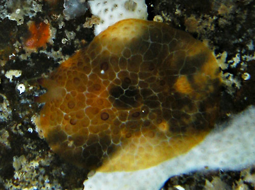 Pleurobranchus cf. peronii: young, about 10 mm